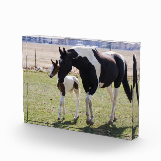 Mare and Filly Walking フォトブロック (右)