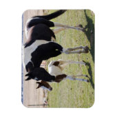 Mare and Filly Walking マグネット (縦)