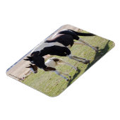 Mare and Filly Walking マグネット (左側)