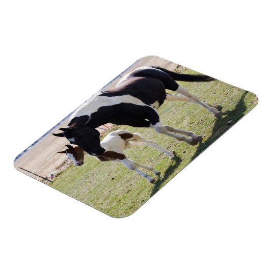 Mare and Filly Walking マグネット (左側)