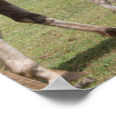 Mare & Colt at Volcanic Crater of Rano Raraku ポスター (角)