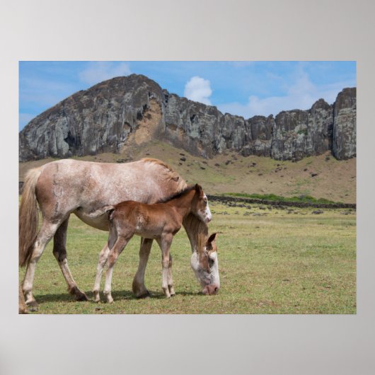 Mare & Colt at Volcanic Crater of Rano Raraku ポスター (正面)