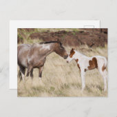 Mare with Colt ポストカード (正面/裏面)