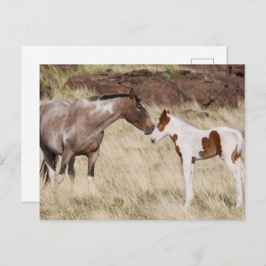 Mare with Colt ポストカード (正面/裏面)