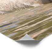 Mare with Foal Crossing a River ポスター (角)