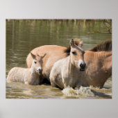 Mare with Foal Crossing a River ポスター (正面)