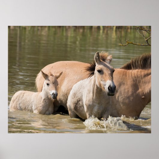 Mare with Foal Crossing a River ポスター (正面)