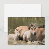 Mare with Foal Crossing a River ポストカード (正面/裏面)