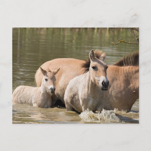 Mare with Foal Crossing a River ポストカード (正面)