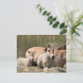 Mare with Foal Crossing a River ポストカード (スタンド正面)
