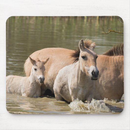 Mare with Foal Crossing a River マウスパッド (正面)