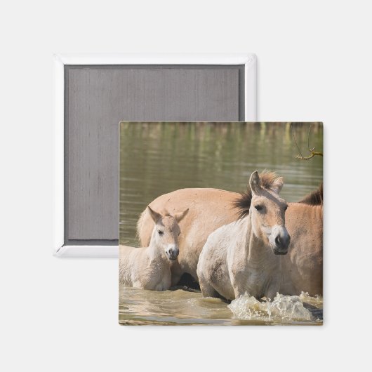 Mare with Foal Crossing a River マグネット (正面/裏面)