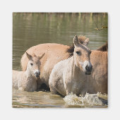 Mare with Foal Crossing a River マグネット (正面)