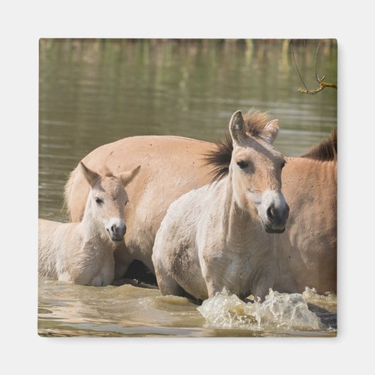 Mare with Foal Crossing a River マグネット (正面)