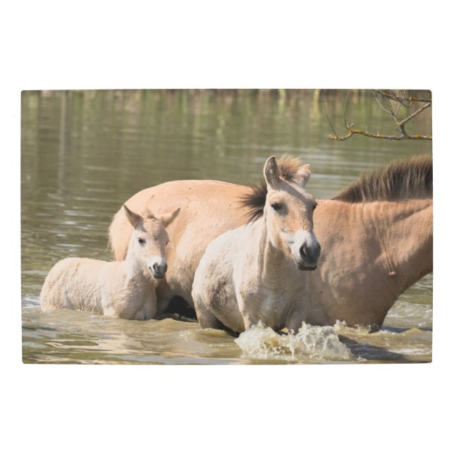 Mare with Foal Crossing a River メタルプリント (正面)