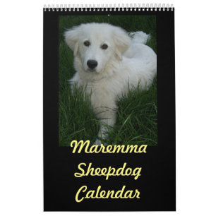 Maremmaの牧羊犬のカレンダー カレンダー