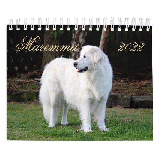 Maremma sheepdog 2022 SmallCalendar,白 カレンダー (カバー)