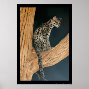 Margay (Leopardusのweidii) ポスター