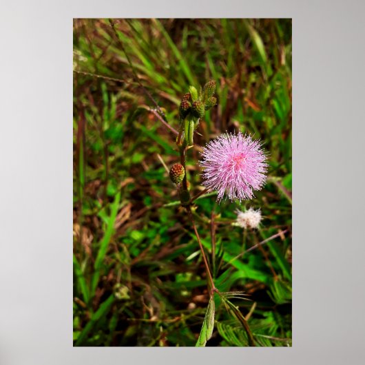 Maria-fecha-a-porta ポスター (正面)