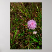 Maria-fecha-a-porta 1 ポスター (正面)