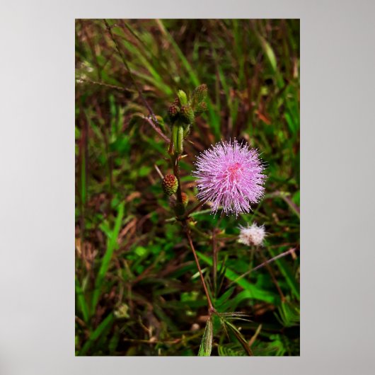 Maria-fecha-a-porta 1 ポスター (正面)