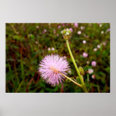 Maria-fecha-a-porta 2 ポスター (正面)