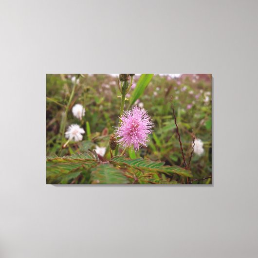 Maria fecha a porta  - Campo キャンバスプリント (正面)