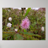 Maria fecha a porta  - Campo ポスター (正面)