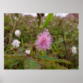 Maria fecha a porta  - Campo ポスター