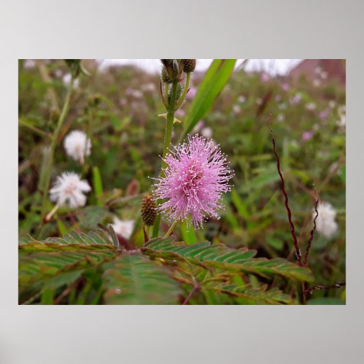 Maria fecha a porta  - Campo ポスター (正面)