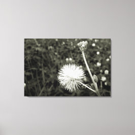 Maria fecha a porta  - Com Broto キャンバスプリント