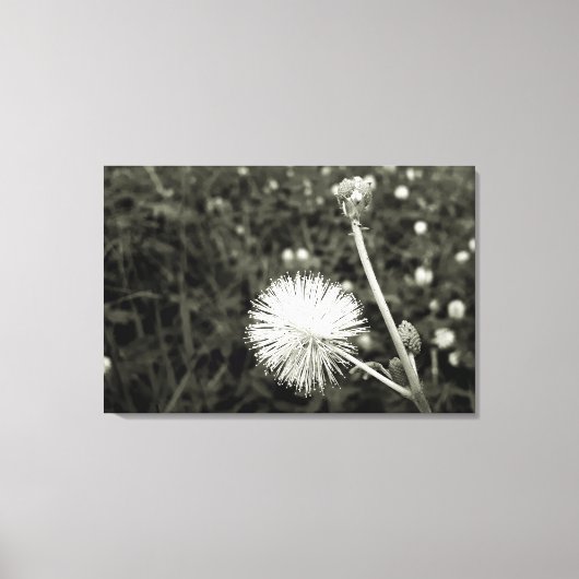 Maria fecha a porta  - Com Broto キャンバスプリント (正面)