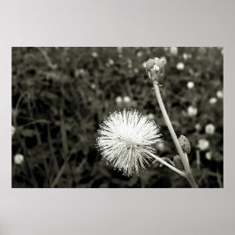 Maria fecha a porta  - Com Broto ポスター