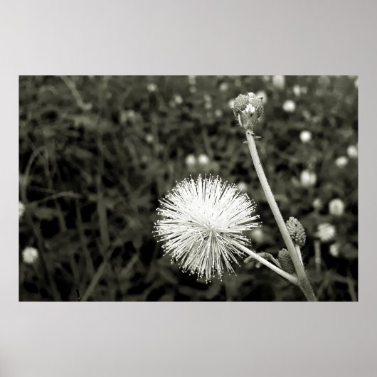 Maria fecha a porta  - Com Broto ポスター (正面)