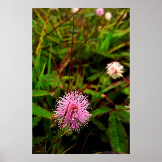 Maria-fecha-a-porta - intenso ポスター (正面)