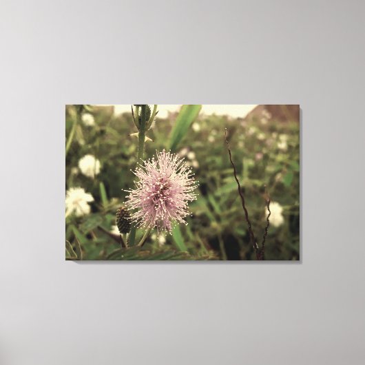 Maria-fecha-a-porta - OLD キャンバスプリント (正面)