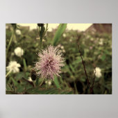 Maria-fecha-a-porta - OLD ポスター (正面)