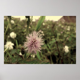 Maria-fecha-a-porta - OLD ポスター