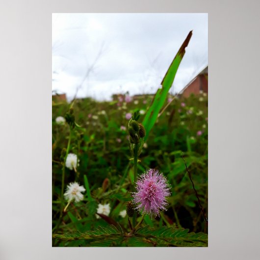 Maria-fecha-a-porta - ORIGINAL ポスター (正面)