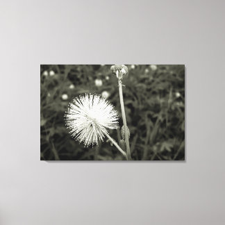 Maria-fecha-a-porta - p&b キャンバスプリント