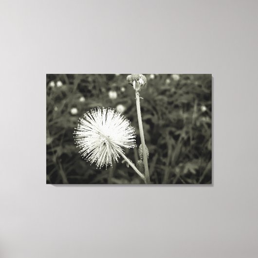 Maria-fecha-a-porta - p&b キャンバスプリント (正面)