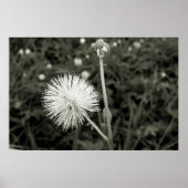 Maria-fecha-a-porta - p&b ポスター (正面)