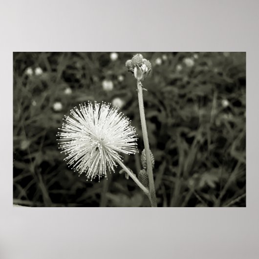 Maria-fecha-a-porta - p&b ポスター (正面)