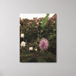 Maria-fecha-a-porta - ROSA キャンバスプリント