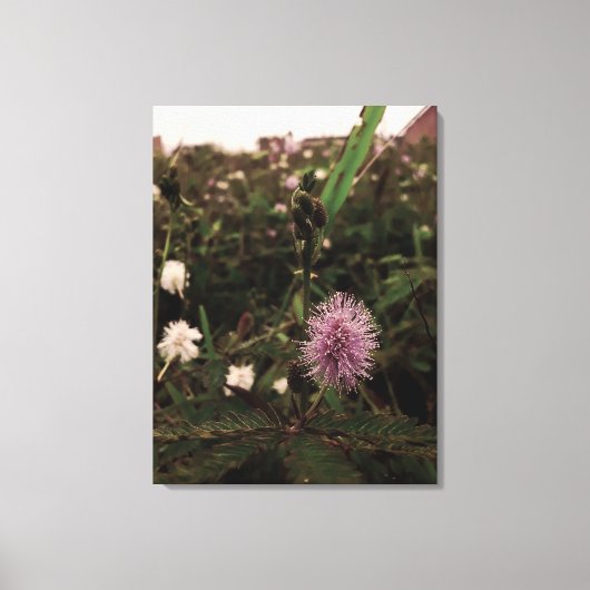 Maria-fecha-a-porta - ROSA キャンバスプリント (正面)