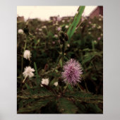 Maria-fecha-a-porta - ROSA ポスター (正面)