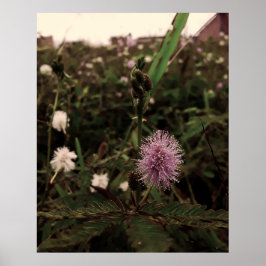 Maria-fecha-a-porta - ROSA ポスター