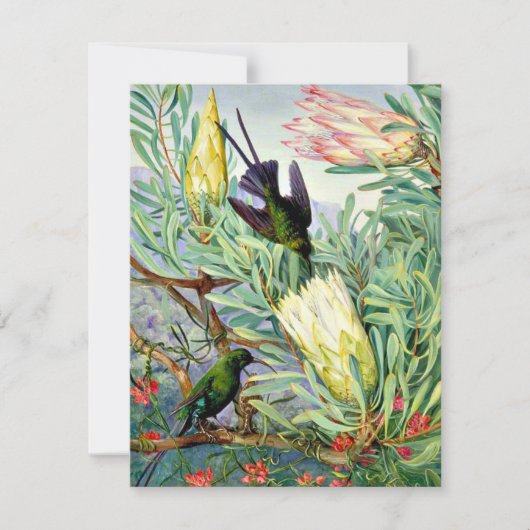 Marianne North – ハネフラワーとハネスクーカー カード (正面)