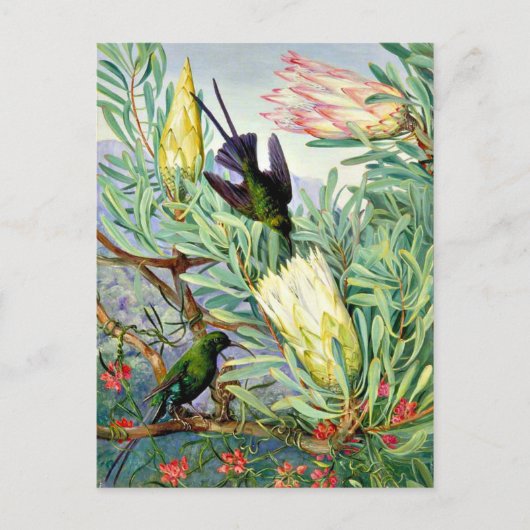 Marianne North – ハネフラワーとハネスクーカー ポストカード (正面)