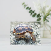 Marianne the Keya :) （若き砂漠の亀） ポストカード (スタンド正面)